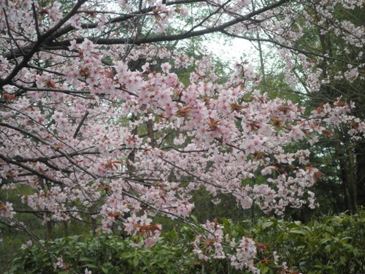 ooyamakin270415