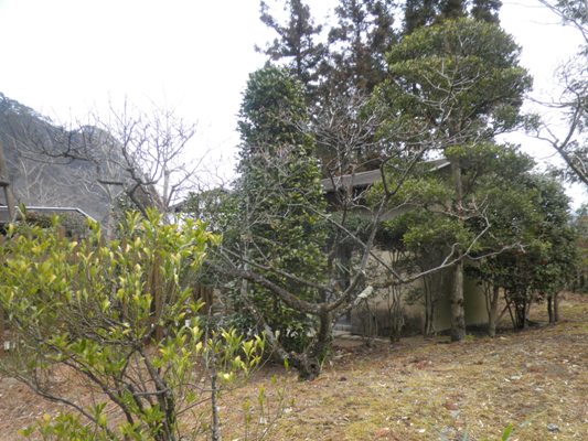 rin4290313