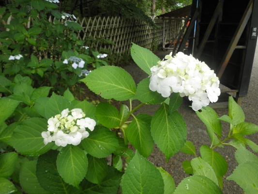 rokekin1270624