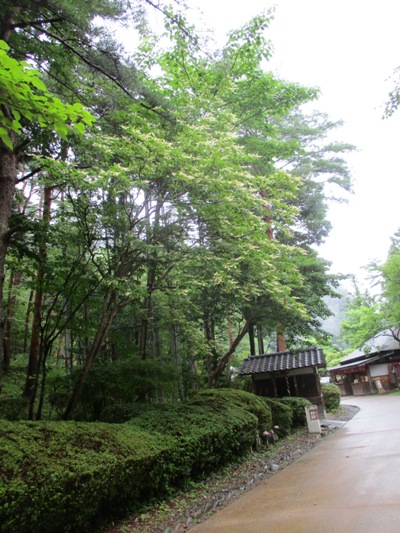 ry9290724