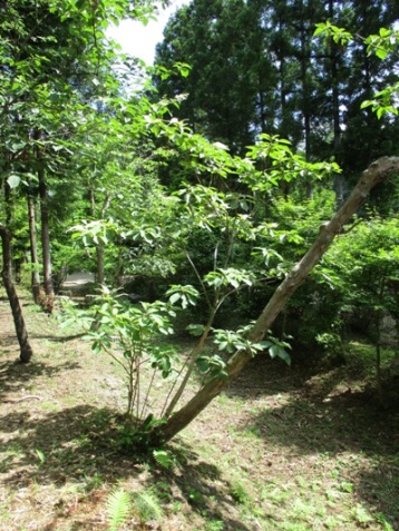 ryo2300703