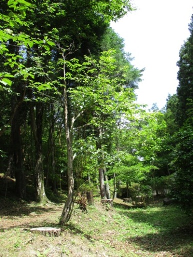 ryo4300703