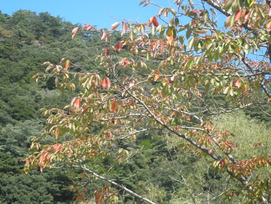 ryokin260923