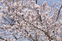 sa1280407