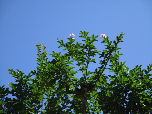 sa2010917