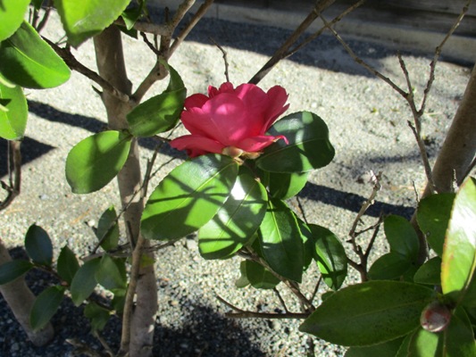 sa5291112