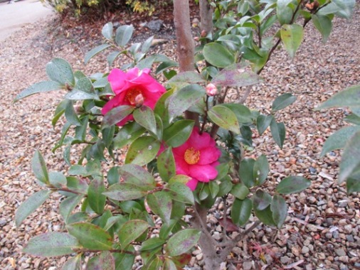 sa6020107