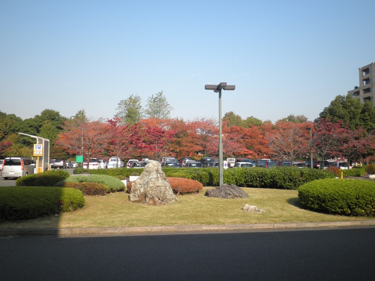 sakura221112