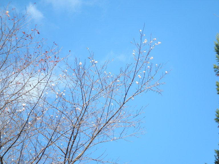 sakura221120
