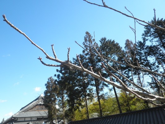 sakura2280205