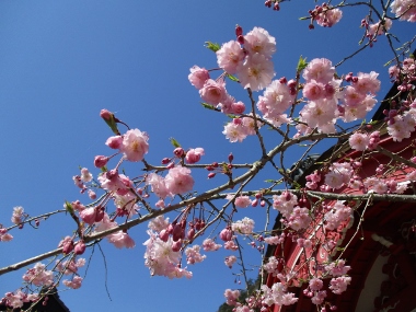 sakura290420