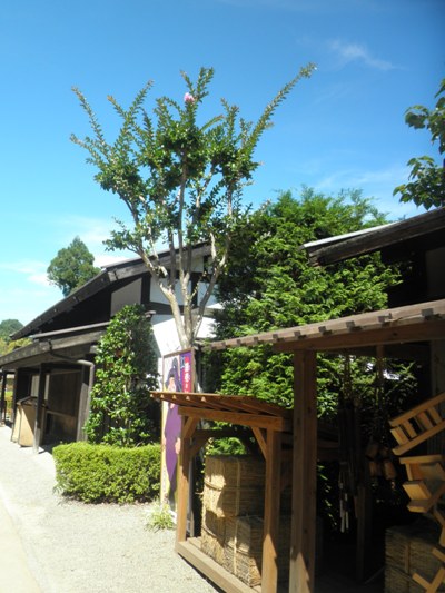 sakyo2280905