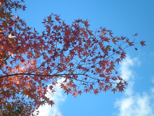 satomokin261103