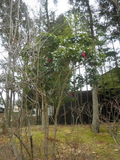 sazankin2270306