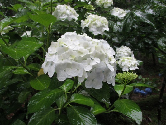 se3010704