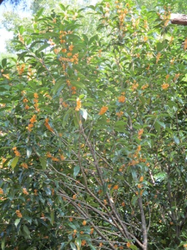 se5290929