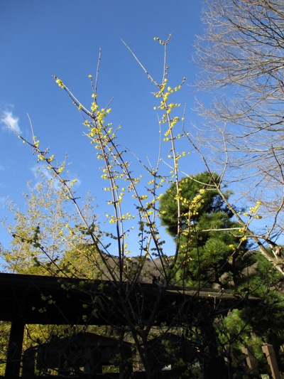 se5310121