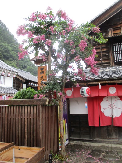 sh2290819