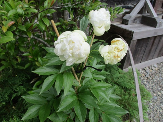 sh3290629