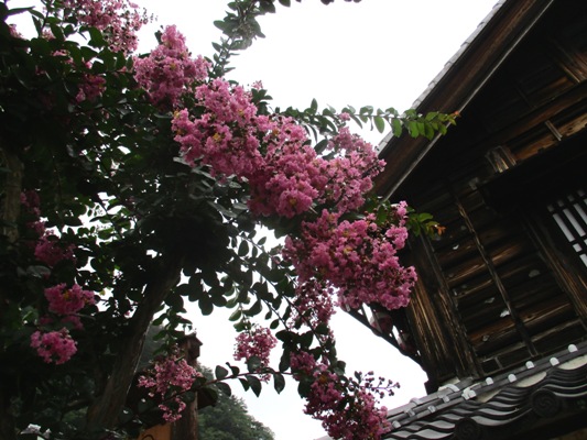 sh3290819