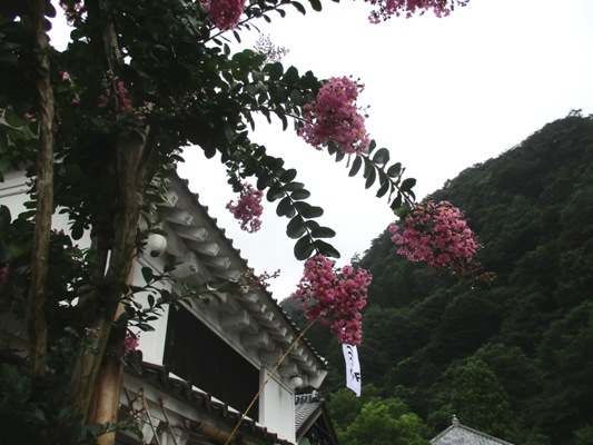 sh6290819