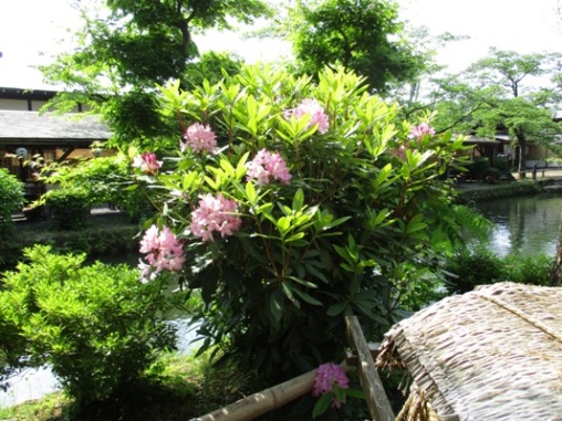 shaku2300604