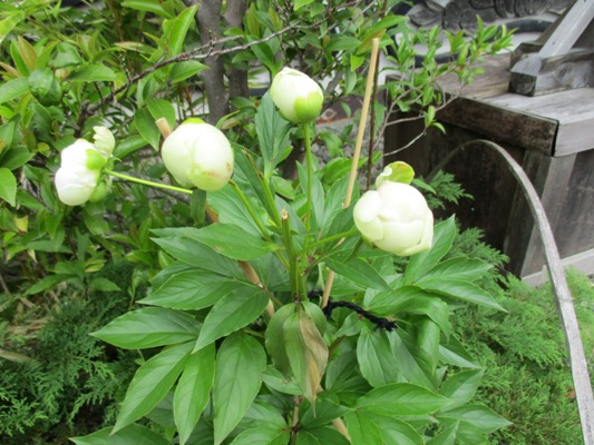 shaku3290622