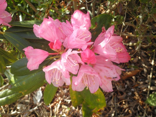shakukin270419
