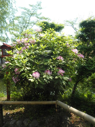shanaka270616