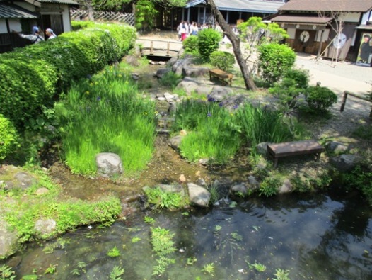 shoubu1290523