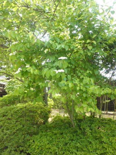 shouen270602