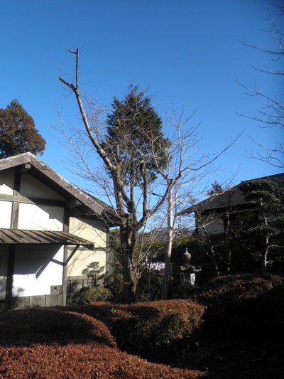 shu2290113