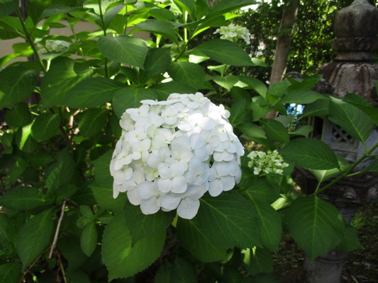 shu3300705