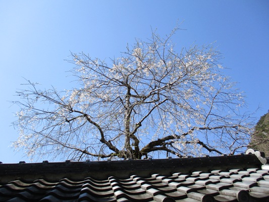 sida11290420