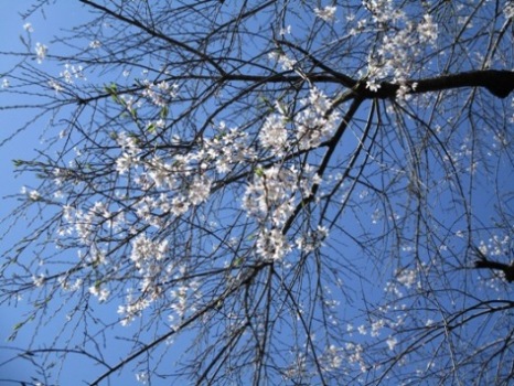 sida12290420