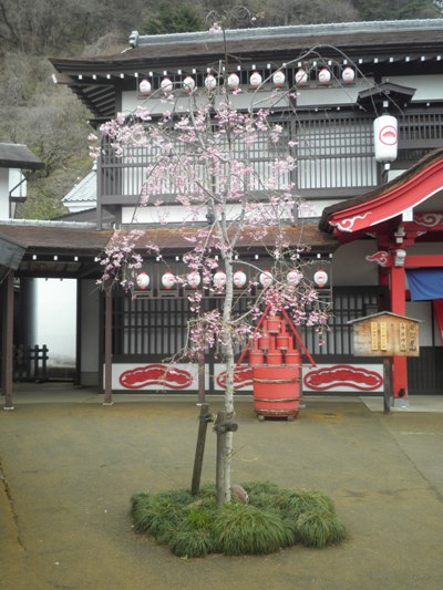 sidahinaka270411