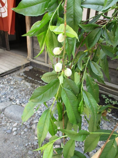 sidare290528