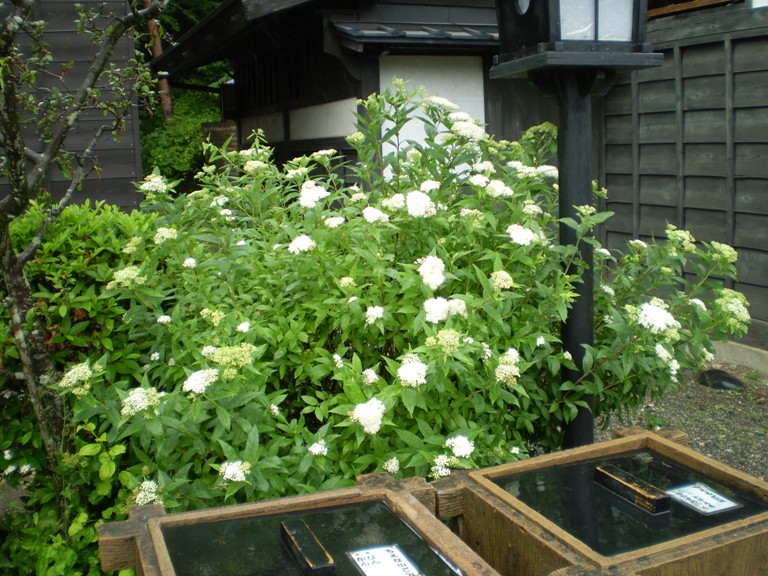 simohata22614