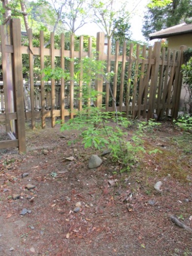 siro6290511