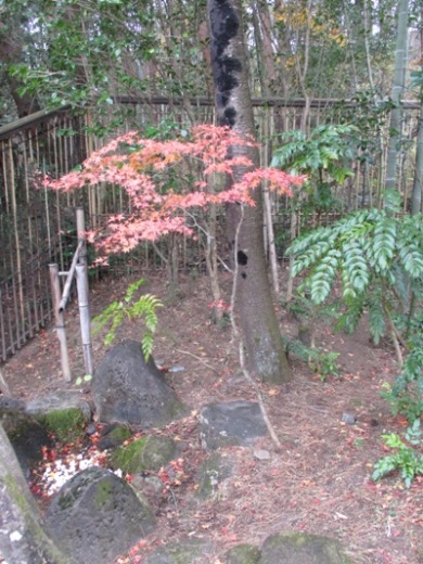 situ4011207