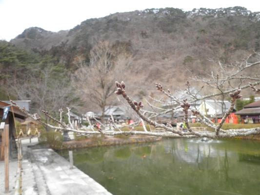 somei3290210