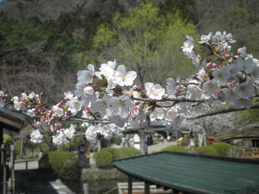 someiyosinokin270406