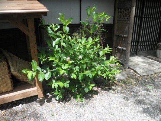 tani2280601