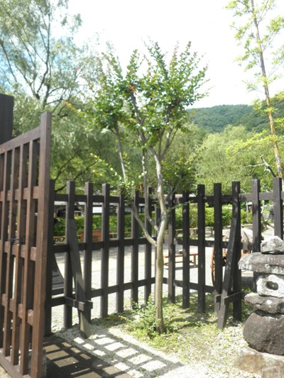 tefu260715