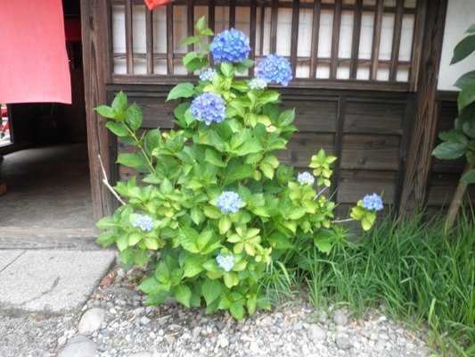 tennaka270630