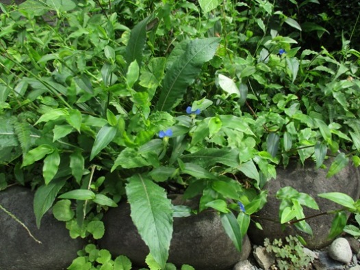 tuyu3290901