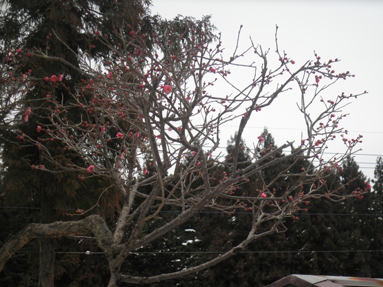 ume1230214