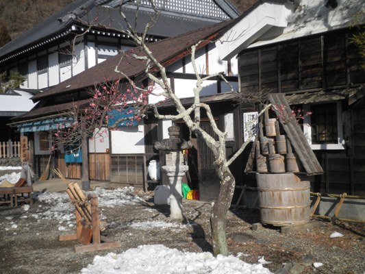 ume1280203