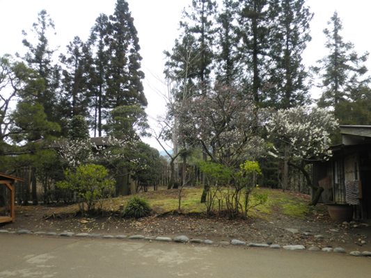 ume1280328