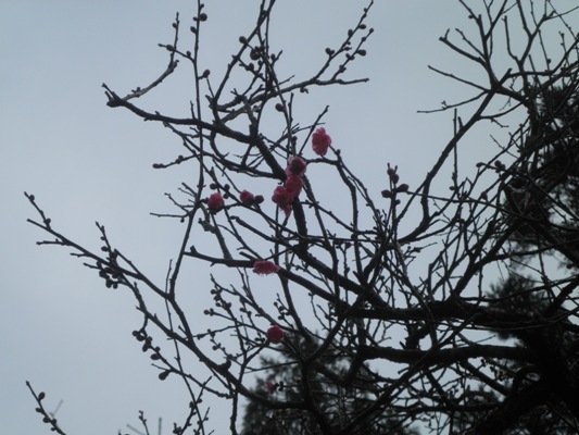 ume13271229